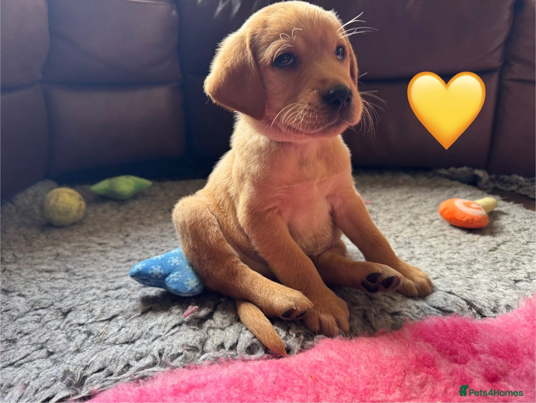 Labrador Retriever dogs for sale: Kennel Club Registered Labrador puppies  - Advert 34