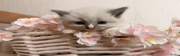 Ragdoll cats for sale: 10 Stunning Ragdoll Kittens available 🐾 in Henfield - Advert 25