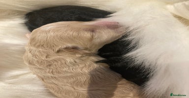Shihpoo dogs - Advert 10