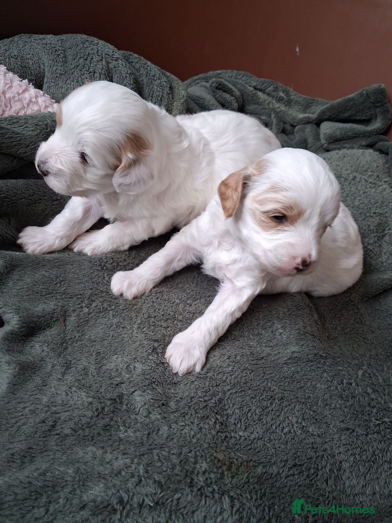 Maltipoo dogs Stunning Maltipoo Puppies Available from 15.09.26 - Advert 7
