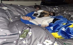 Mixed Breed dogs for sale: Bruno - Needs a New, Loving Home - Image 17