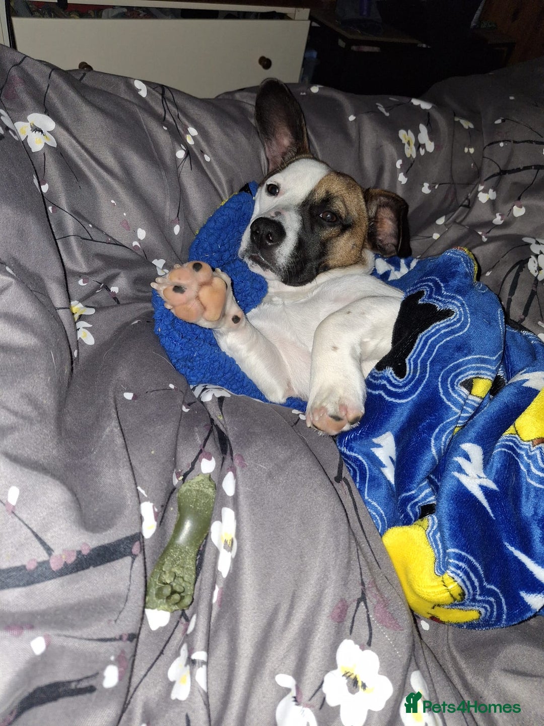 Mixed Breed dogs for sale: Bruno - Needs a New, Loving Home - Image 17
