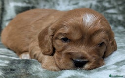 Cockalier dogs for sale: Stunning Health Tested Cockalier Puppies - Image 15