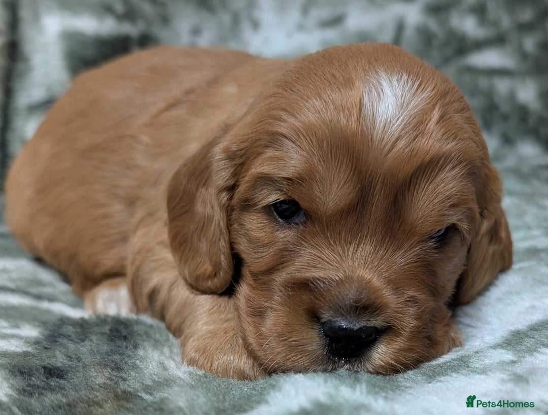 Cockalier dogs for sale: Stunning Health Tested Cockalier Puppies - Image 15