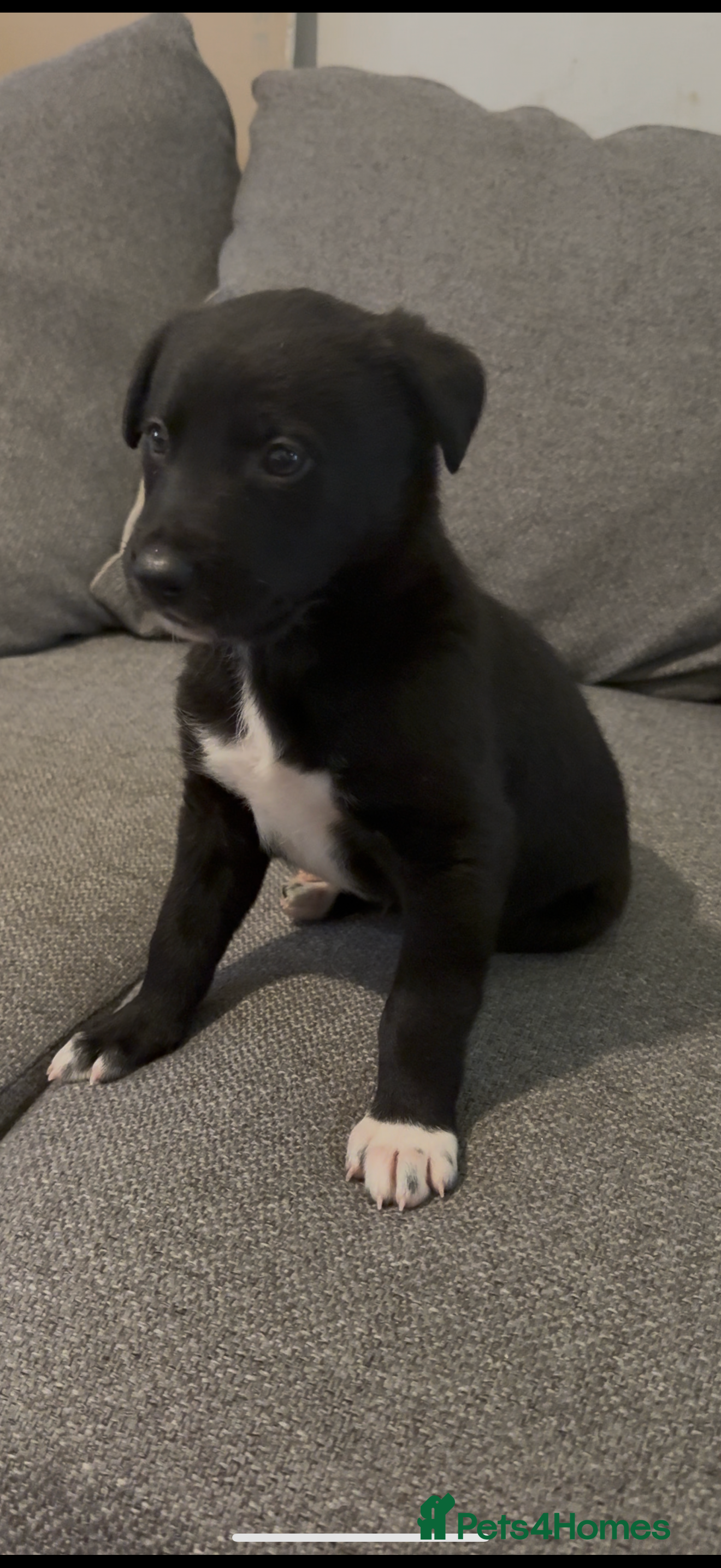 Lurcher dogs First cross Border collie x Greyhound - Advert 10