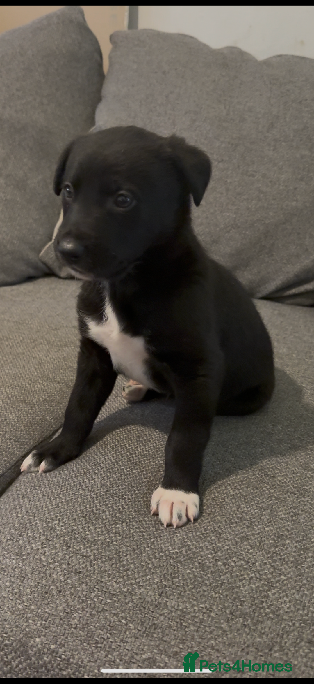 Mixed Breed dogs for sale: First cross Border collie x Greyhound - Advert 1