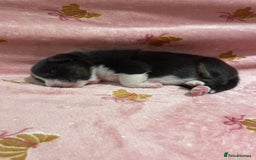 Australian Shepherd dogs for sale: Exceptional Australian Shepherd Puppies - Image 23