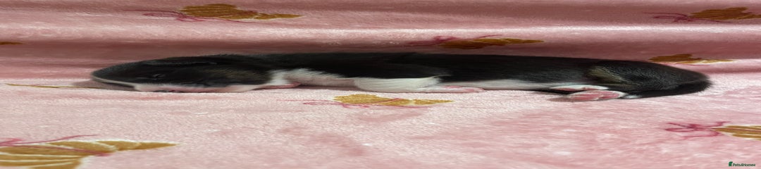 Australian Shepherd Puppy 7 - Brown collar - Black Tri