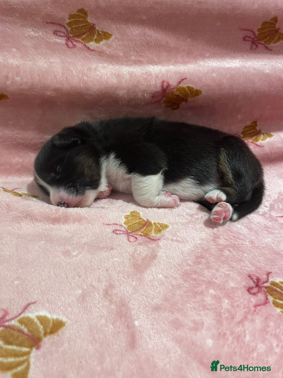 Australian Shepherd dogs for sale: Exceptional Australian Shepherd Puppies - Image 23