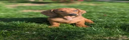 Dachshund dogs for sale: Champion Bloodline Standard Dachshund - Advert 16