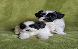 Lhasapoo dogs for sale: Lhasa Apso x Toy Poodle pups. Ready 11.09.25 - Image 24