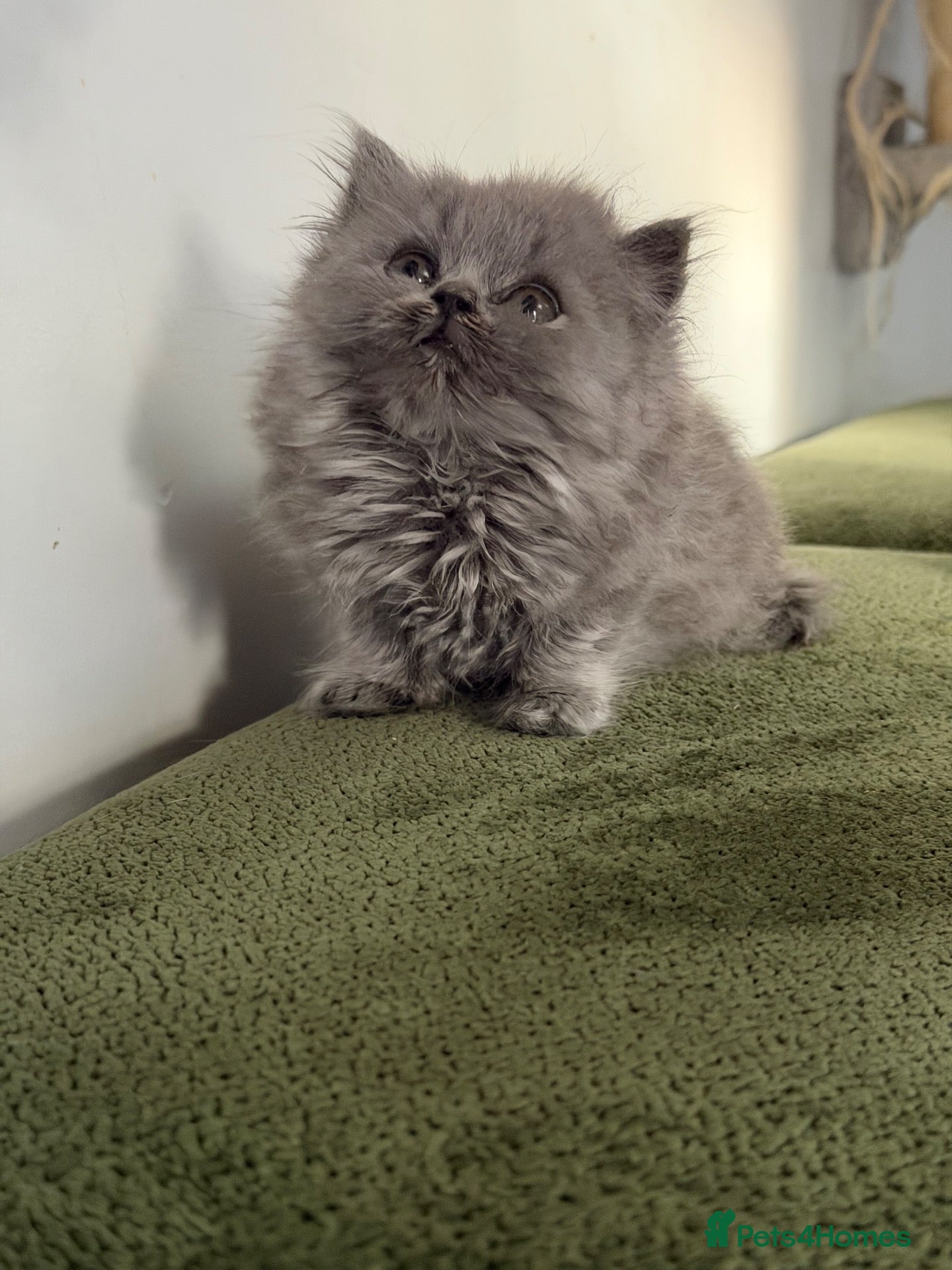 British Longhair cats Incredible BLH kittens GCCF registered  - Advert 11