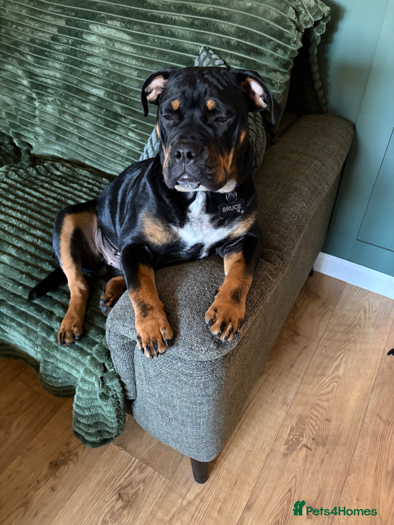 Mixed Breed dogs Bruce  - Advert 6