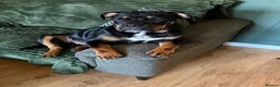 Mixed Breed dogs for sale: Bruce  in Sheffield - Advert 1