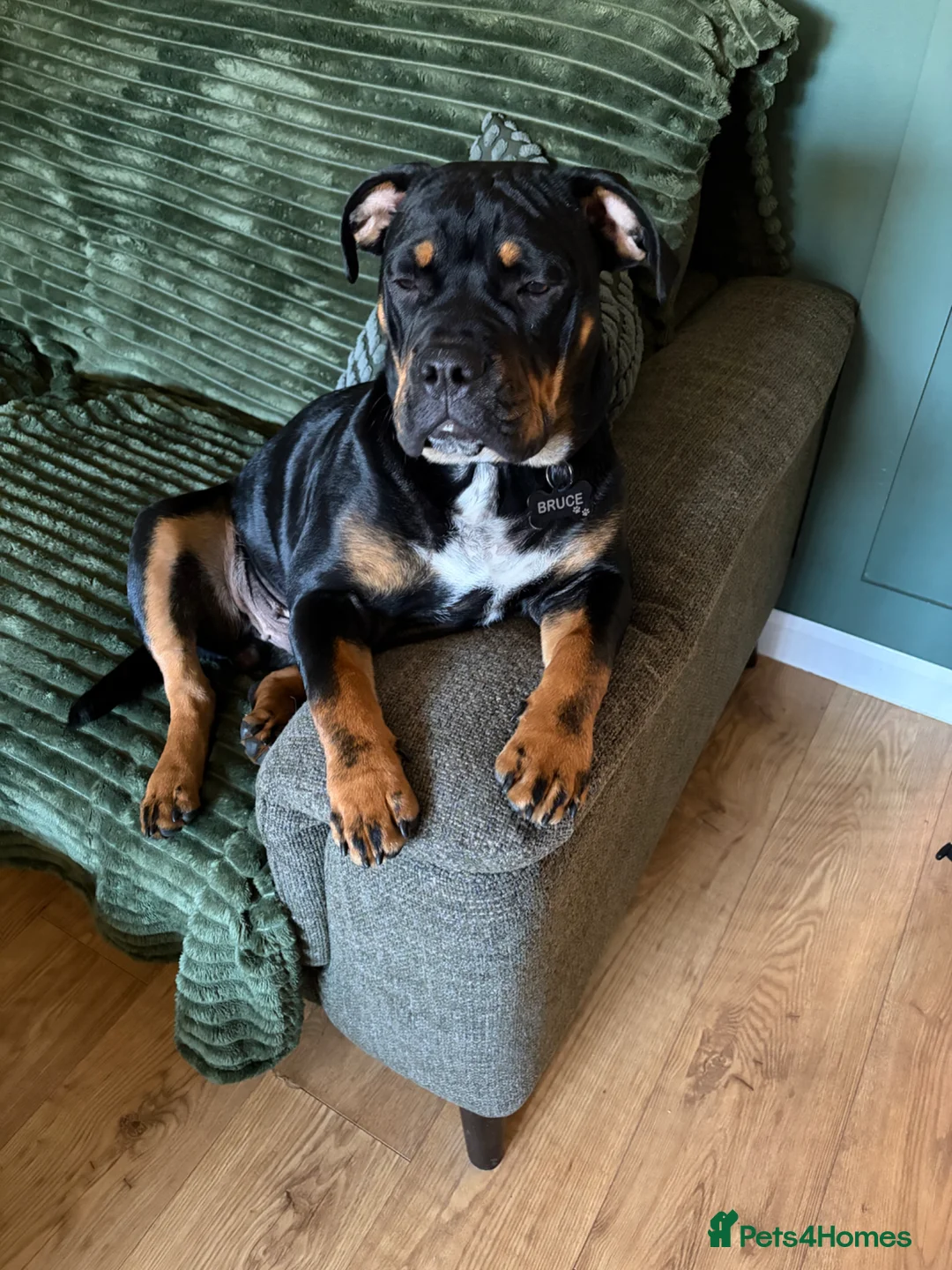 Mixed Breed dogs for sale: Bruce  in Sheffield - Advert 1