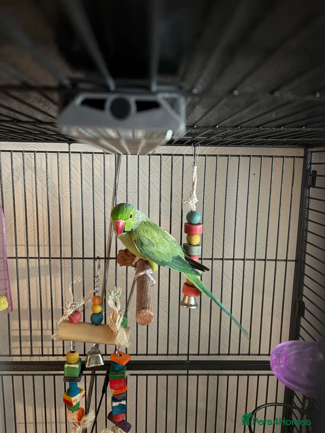 Parakeets birds for sale: Indian Ringneck  in Ipswich - Advert 2
