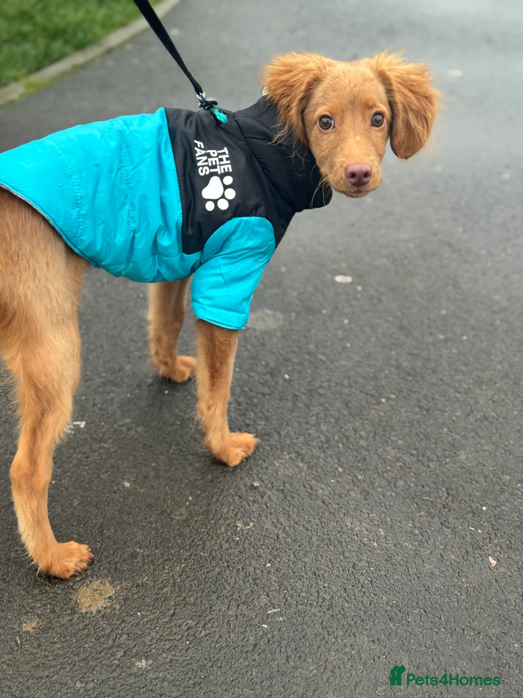 Cockapoo dogs for sale: Selling our 5 month old golden Cockapoo  in Tilbury - Advert 14