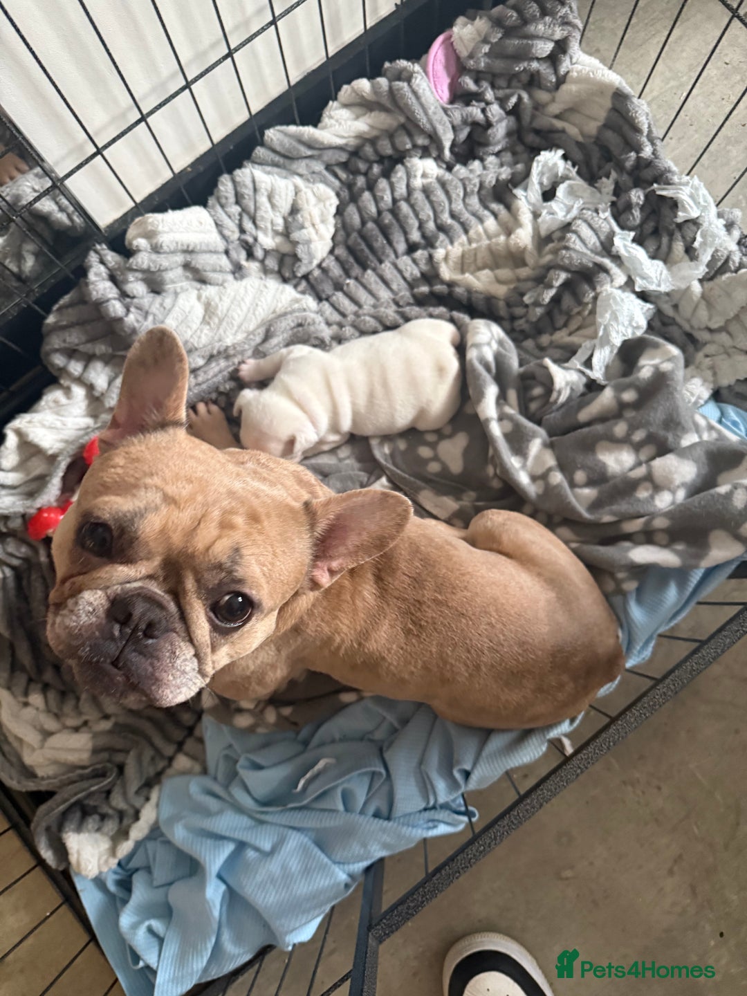 French Bulldog dogs for sale: Male French Bull Dog Platinum White - Image 4