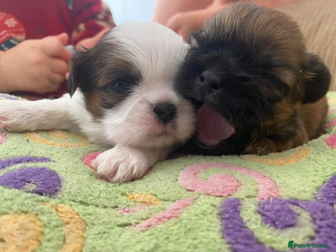 Shih Tzu dogs for sale: ** 2 Beautiful Shihtzu Girl Available  ** in Cambridge - Advert 2