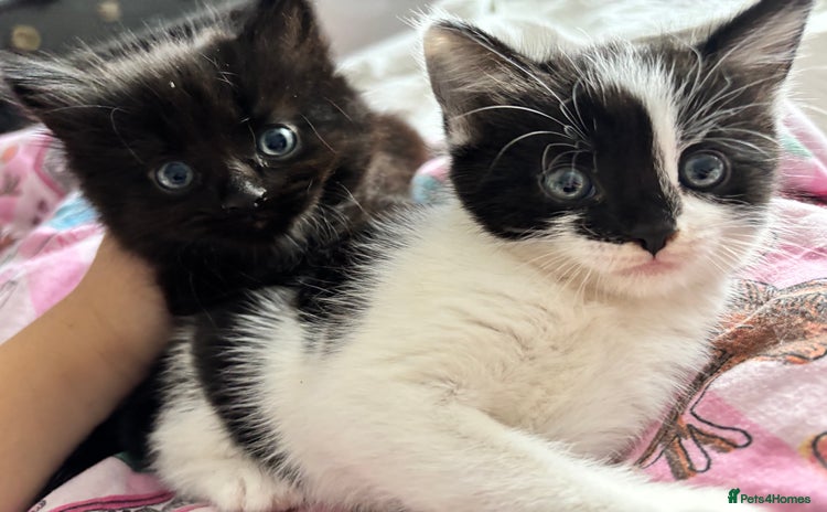 Domestic Shorthair cats - Advert 16