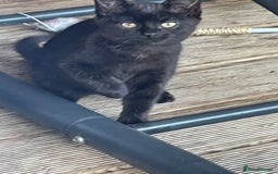 Mixed Breed cats for sale: Ready for forever homes NOW - Image 19