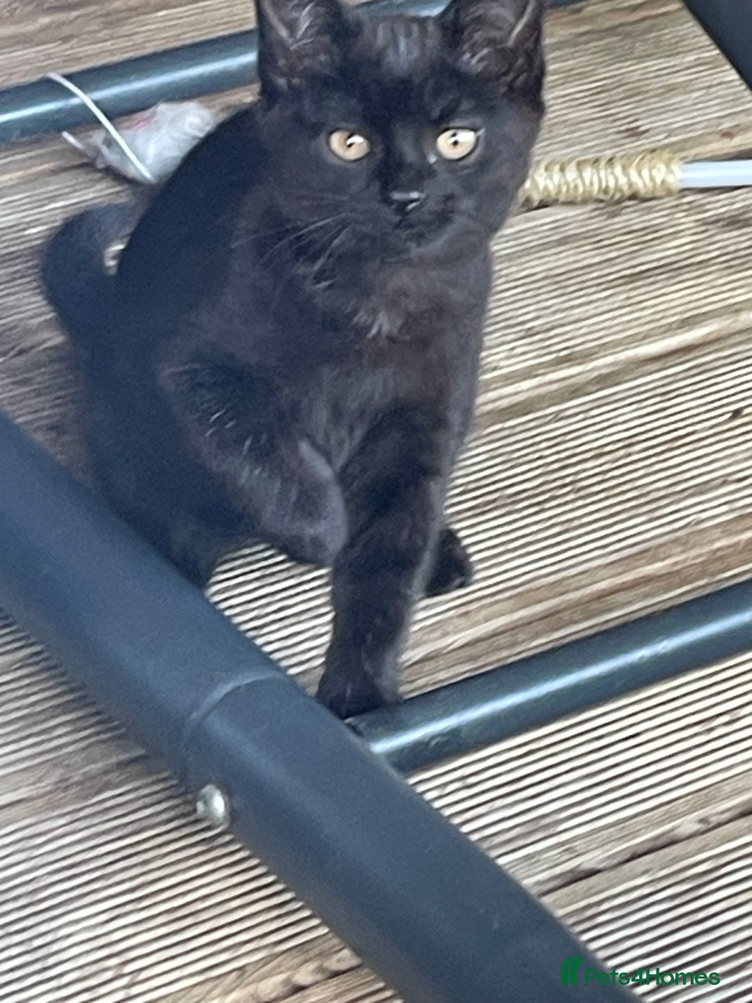 Mixed Breed cats for sale: Ready for forever homes NOW - Image 19
