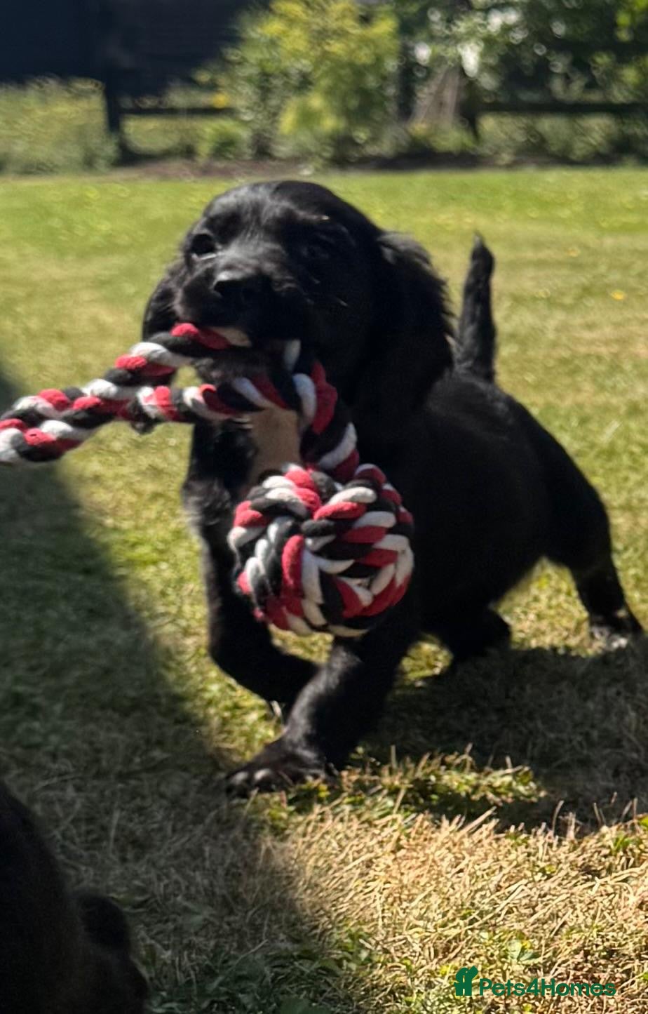 Sprocker dogs Sprocker Puppies ready to go just two girls left - Advert 3