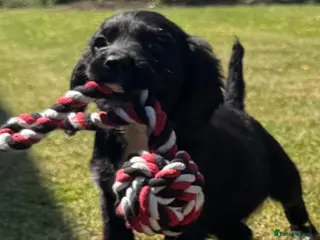Sprocker dogs Sprocker Puppies ready to go just two girls left - Advert 3