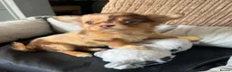 Chihuahua dogs for sale: Chihuahua puppies Russian ancesry with apple head  - Advert 25