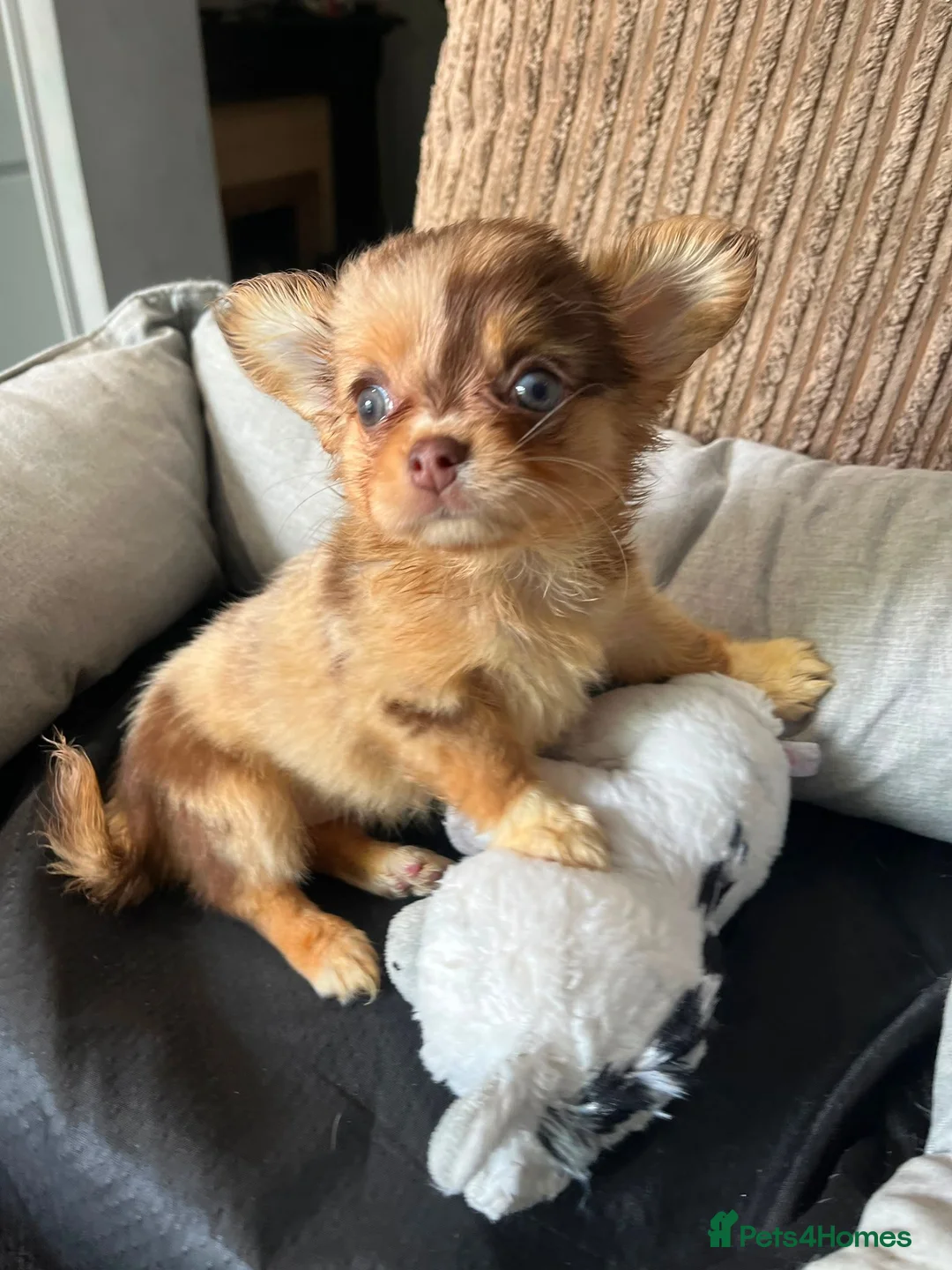 Chihuahua dogs for sale: Chihuahua puppies Russian ancesry with apple head  - Advert 1