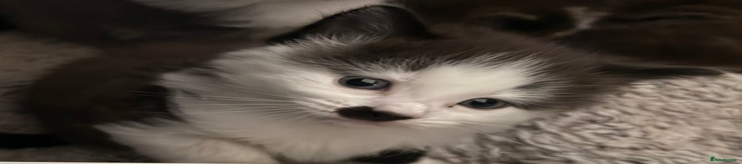 British Longhair Kitten 1