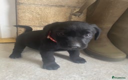 Labrador Retriever dogs for sale: KC Registered working Labrador puppies - Image 34