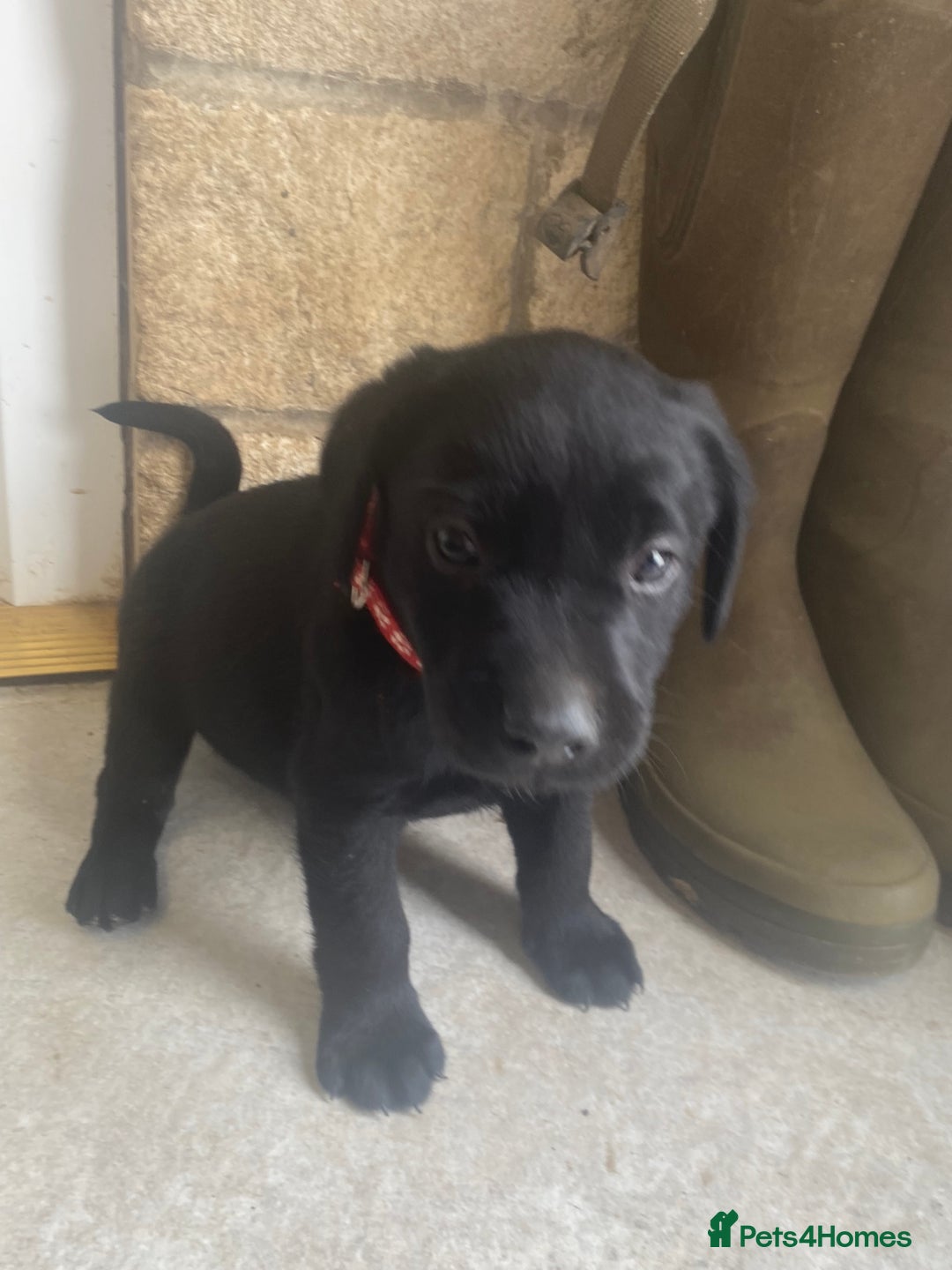 Labrador Retriever dogs for sale: KC Registered working Labrador puppies - Image 34