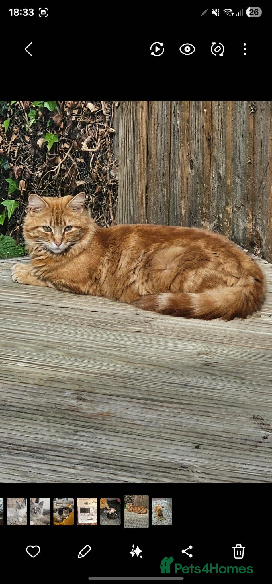 Mixed Breed cats Stunning Long Haired Kittens, rare colours🐾 💗 - Advert 2