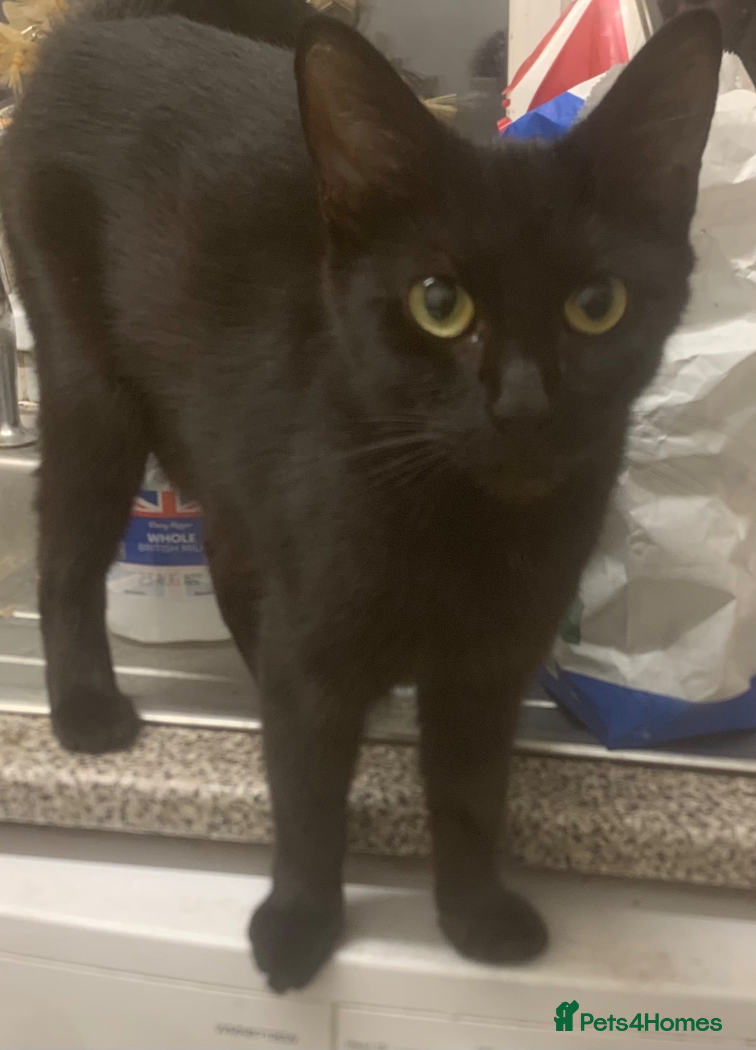 Mixed Breed cats Kittens for sale  - Advert 2