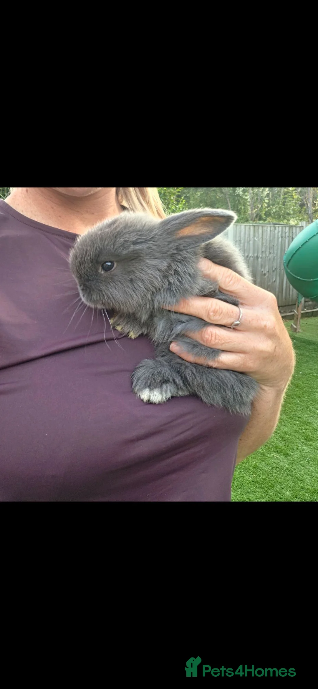 Mini Lion Lop rabbits for sale: Beautiful blue plush mini lion lop in Manchester - Advert 5