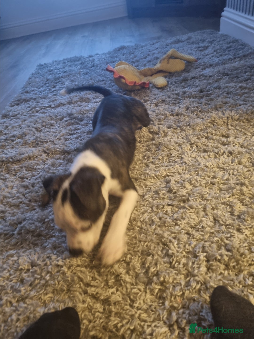 Staffordshire Bull Terrier dogs for sale: Staffy puppy  - Image 8