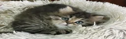 Persian cats for sale: Lovely persian kittens in Burton-on-Trent - Advert 8