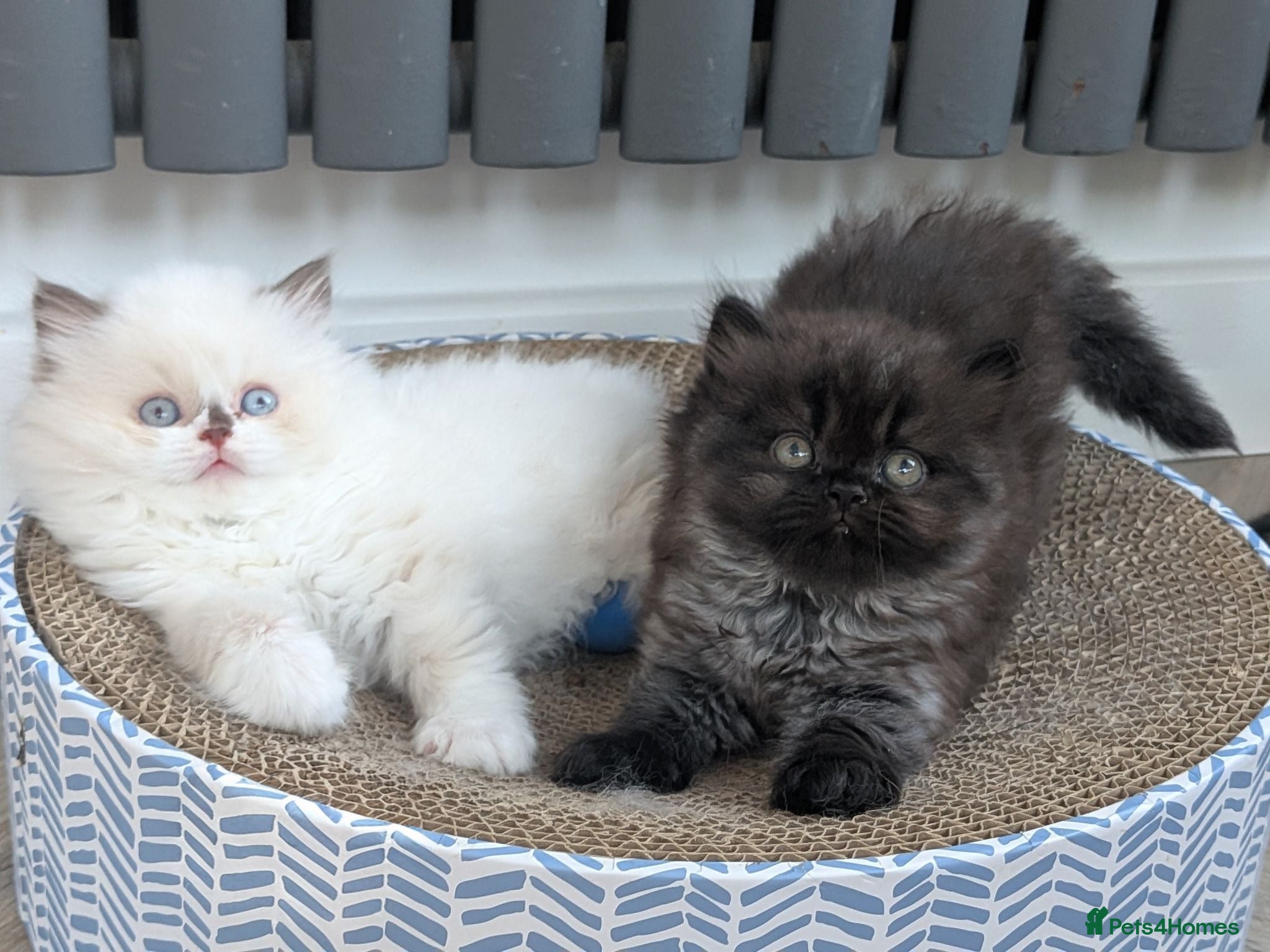 British Shorthair cats GCCF registered British Shorthair/ LH kittens  - Advert 1