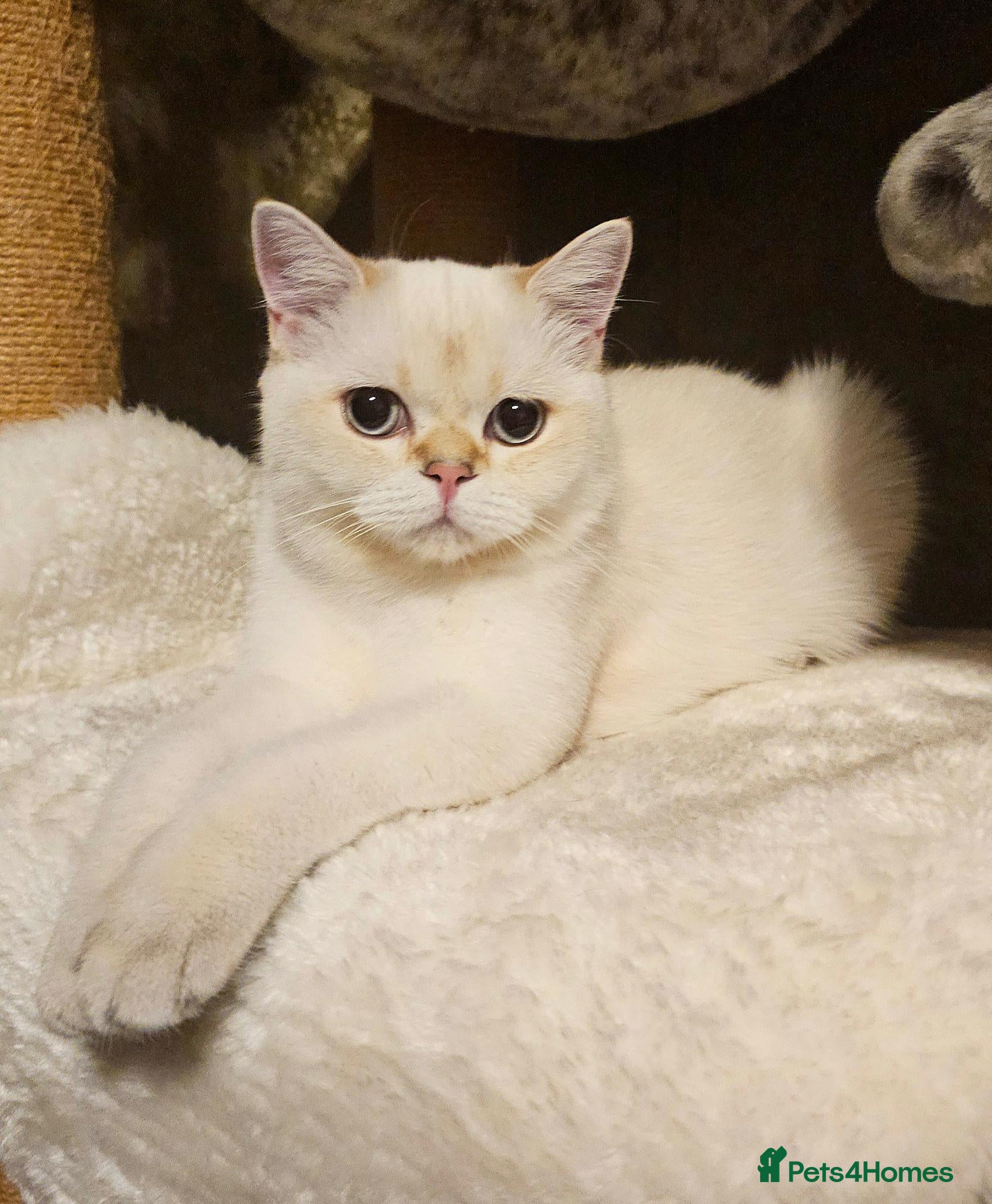 Scottish Fold cats Pedigree😻SF TICA registered😻kittens😻 - Advert 5