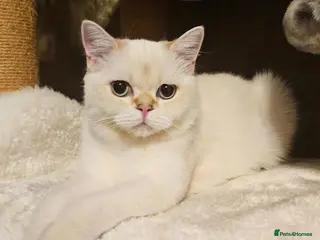 Scottish Fold cats Pedigree😻SF TICA registered😻kittens😻 - Advert 5