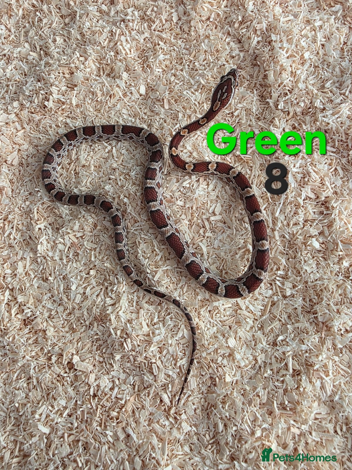 Corn Snake reptiles for sale: Various Cornsnakes avilable  - Advert 23