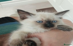 Ragdoll cats for sale: Ragdoll Kittens for Sale - Image 5
