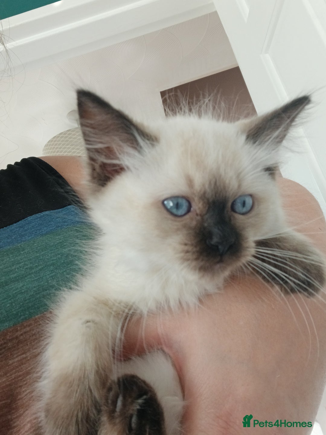 Ragdoll cats for sale: Ragdoll Kittens for Sale - Image 5
