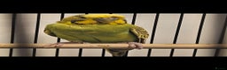 Budgerigars birds for sale: Budgies  - Advert 1