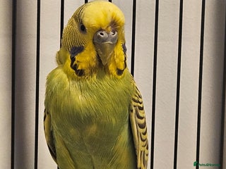 Budgerigars birds Budgies - Advert 1