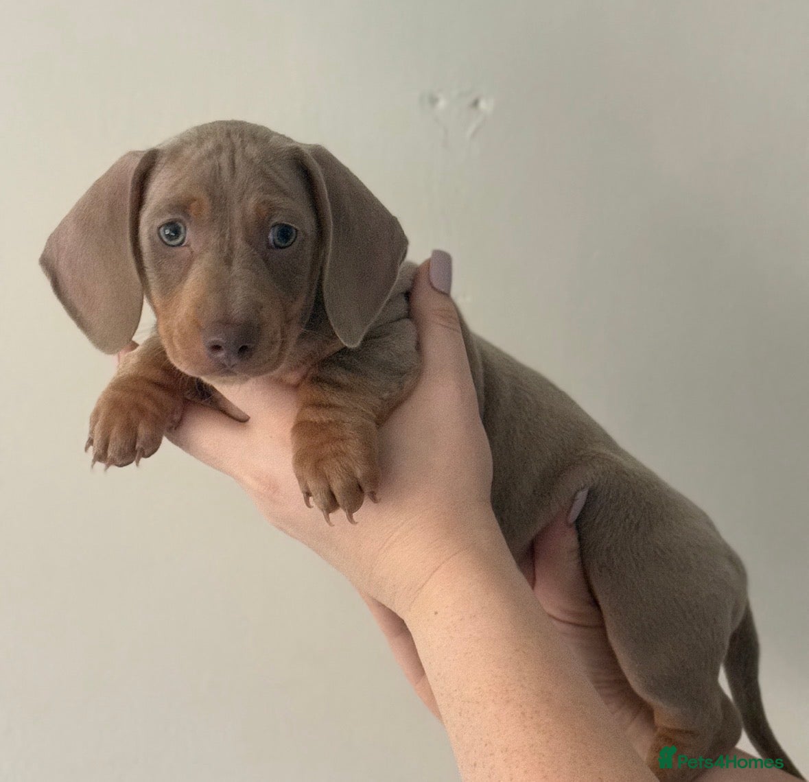 Miniature Dachshund dogs KC REGISTERED x2 minature male dachshunds  - Advert 1