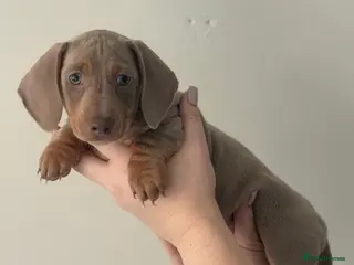 Miniature Dachshund dogs KC REGISTERED x2 minature male dachshunds - Advert 1