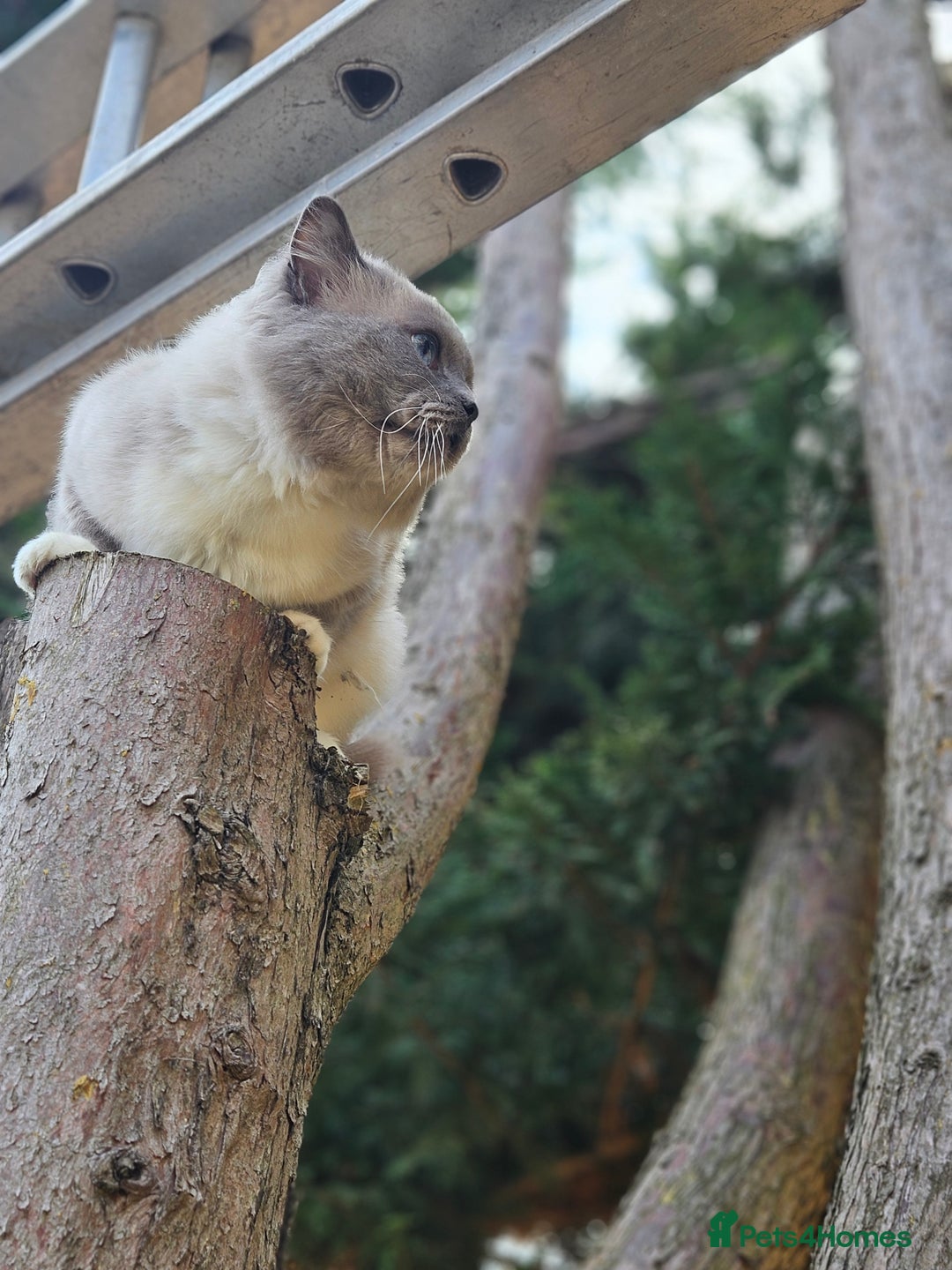Ragdoll cats for stud: HANDSOME BOY-BLUE MITTED GCCF /TICA  AVALIABLE  - Advert 8