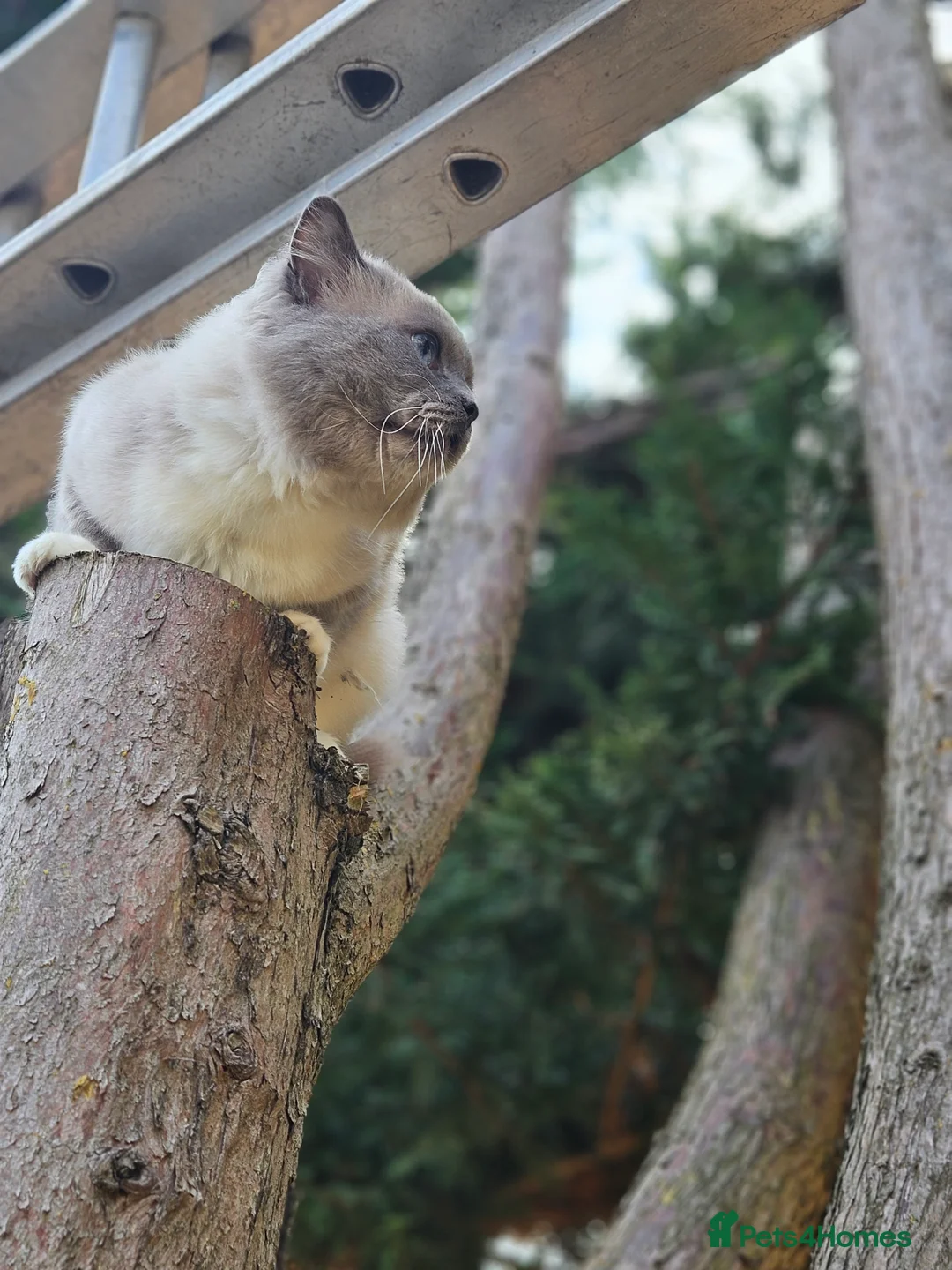 Ragdoll cats for stud: HANDSOME BOY-BLUE MITTED GCCF /TICA  AVALIABLE  - Advert 8